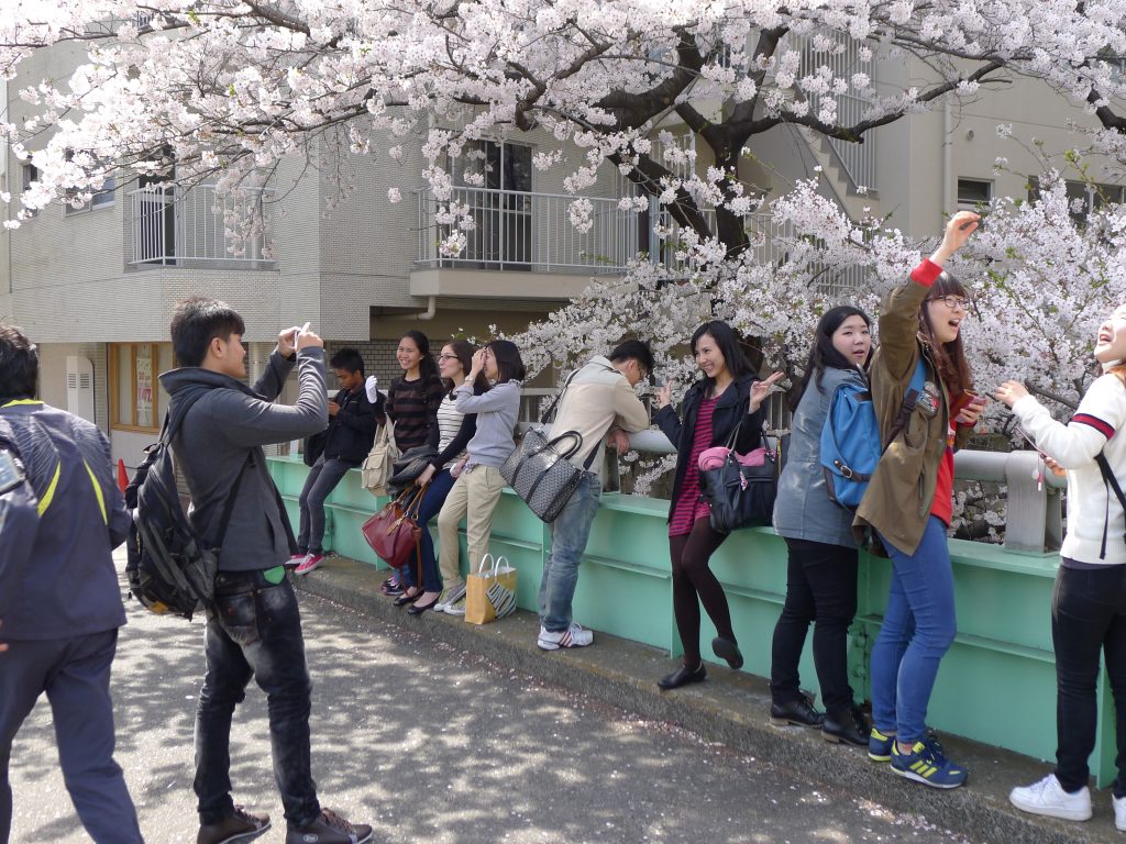 cherry blossom viewing sakura 2012