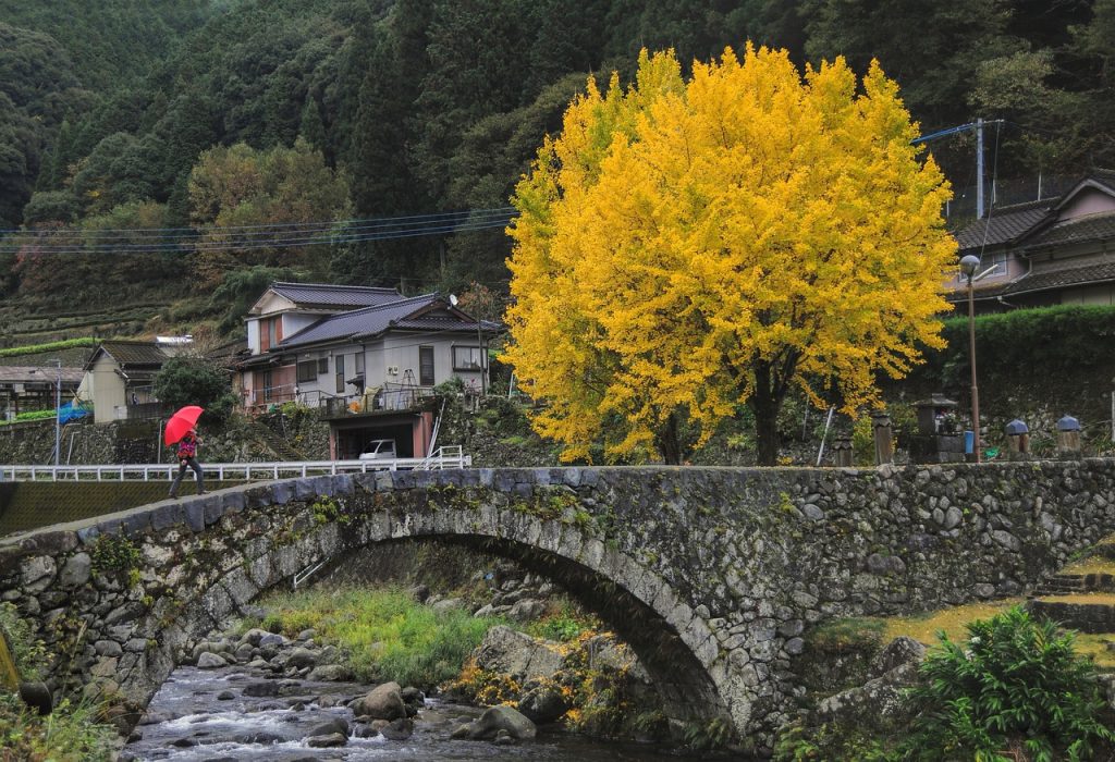 ginkgo tree