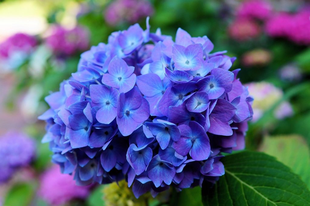hydrangea rainy season japan