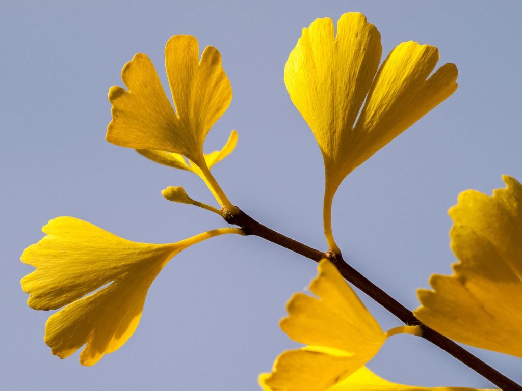 ginkgo leaf