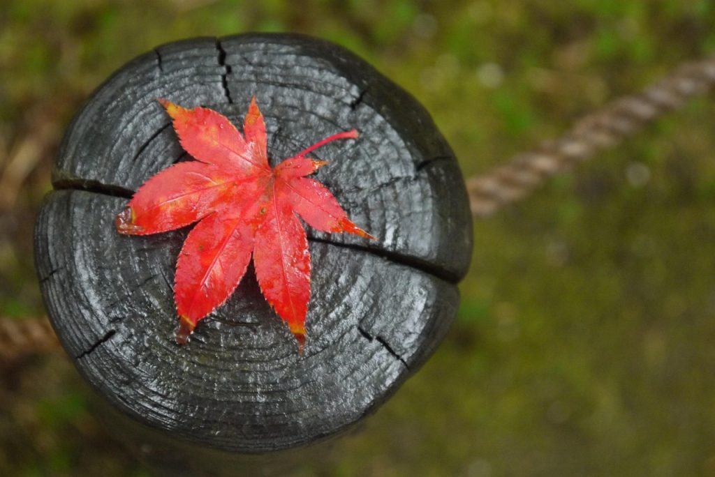 momiji maple leaf