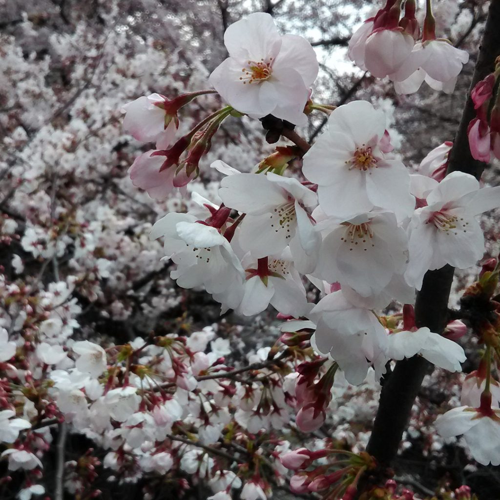 okutama sakura