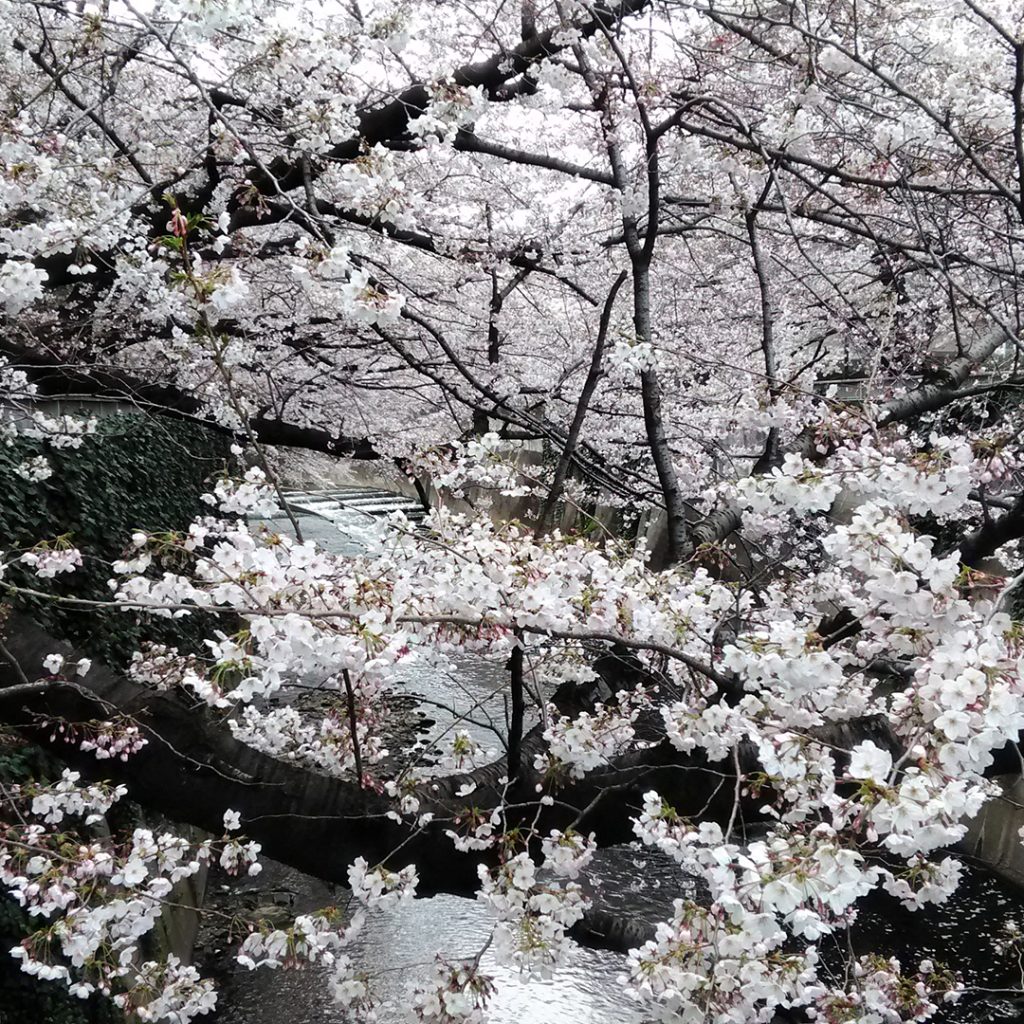 okutama sakura