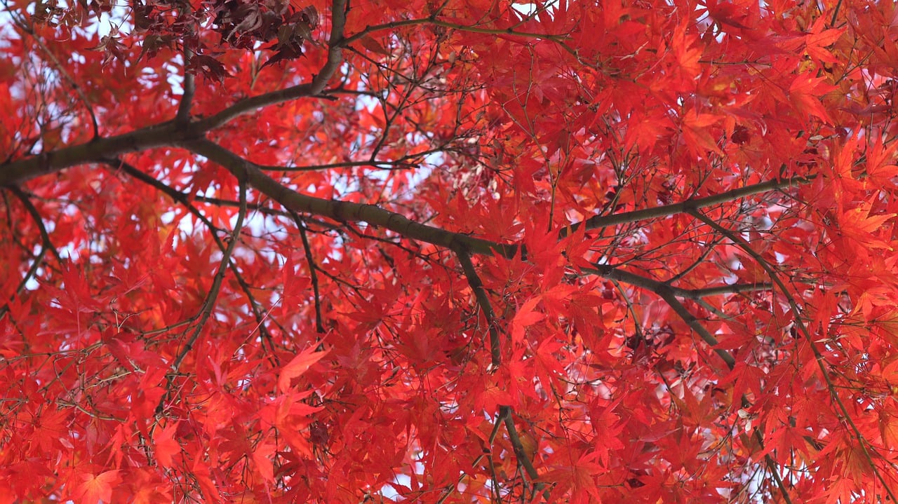 C'est quoi momiji koyo japon