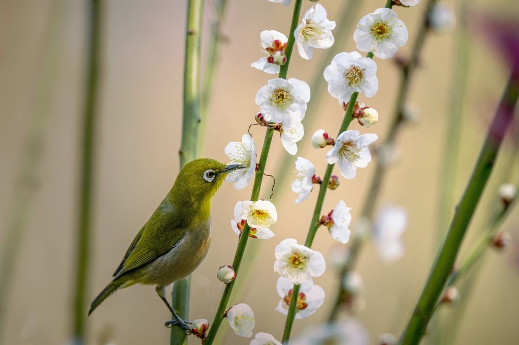 l'équinoxe de printemps Japon