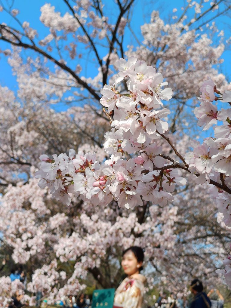 sakura cherry blossom au Shinjuku Gyoen