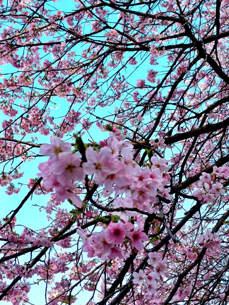 que signifie sakura en japonais