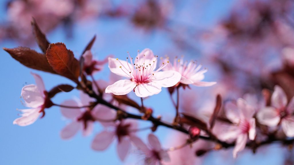 fleur de cerisier sakura
