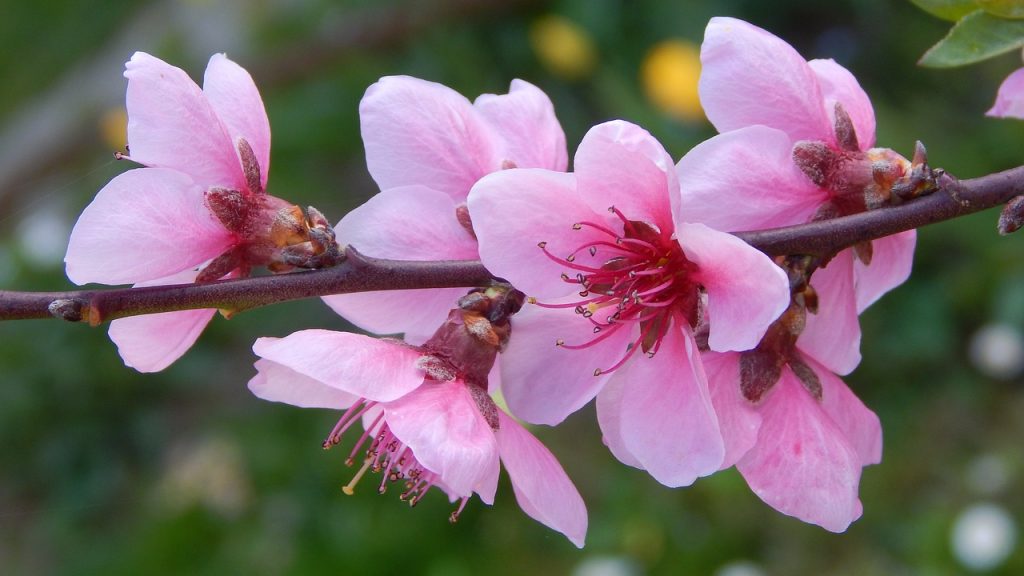 fleur de pecher