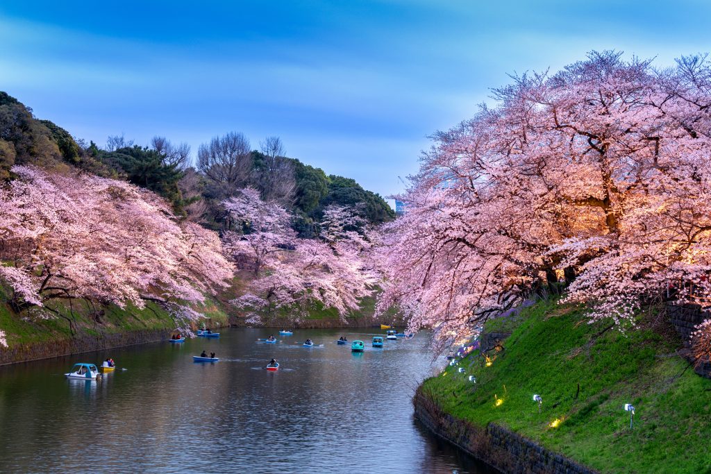 hanami